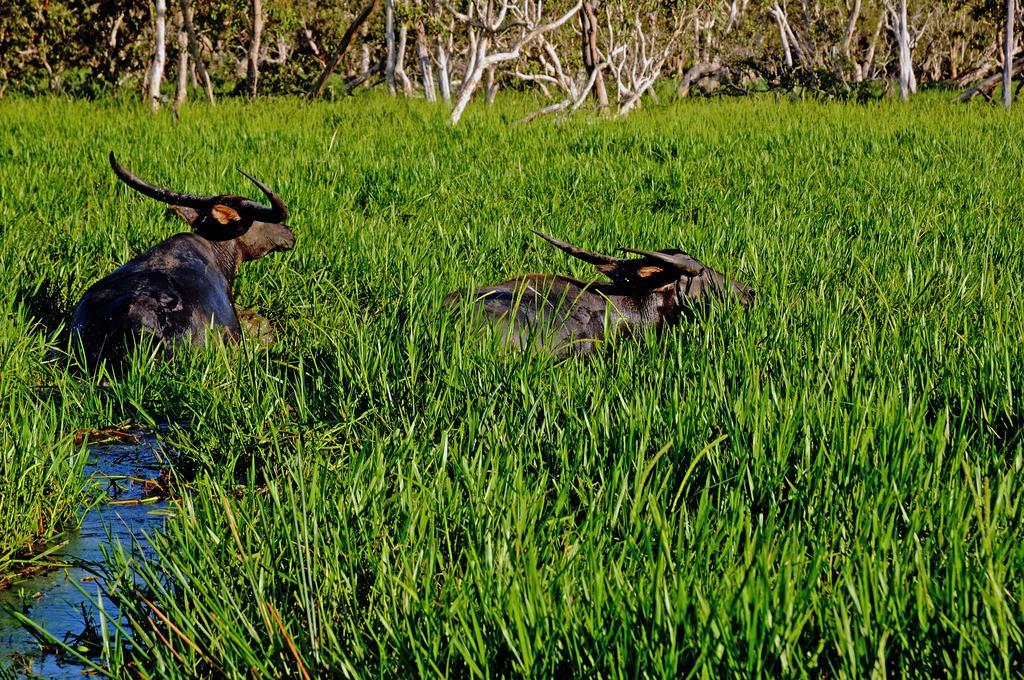 Bamurru Plains Point Stuart Buitenkant foto