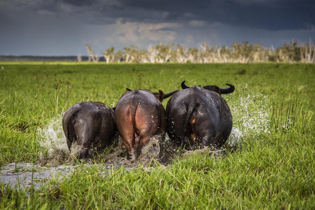 Bamurru Plains Point Stuart Buitenkant foto